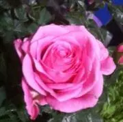 Rose　まとめ買いお値引