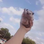 ななころびの画像