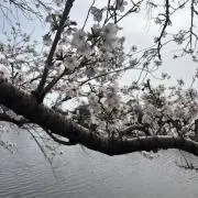 ご注文はうさぎですか？ ごちうさ 缶バッジ7個セット くつろぎタイム ご注文はうさぎですか？ ごちうさ 缶バッジ7個セット くつろぎ