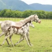 らてちゃん。