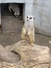 森の画像