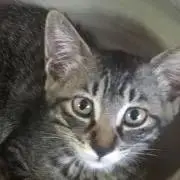 ハマユウの画像