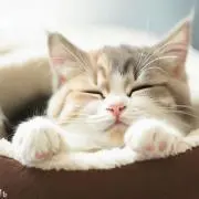 kikiの画像