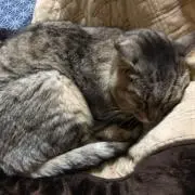 みーの画像