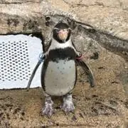 ペンギン