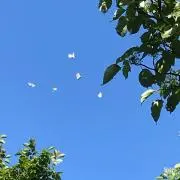 たか