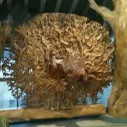 やす
