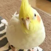 すももの画像