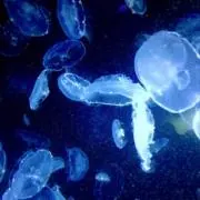 海月の画像