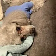 ゆうま