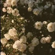 高菜の画像