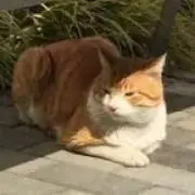 はるきちの画像