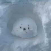 しーちゃん
