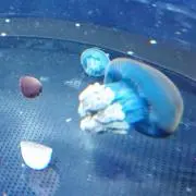 ぱれたの画像