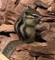 くまりすの画像