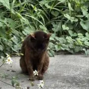 うの画像