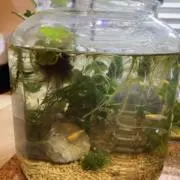 めだかの画像