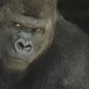 シャバーニの画像