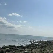 虎
