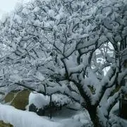 はる