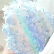 ころの画像