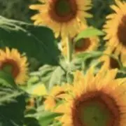 ひまわりの画像
