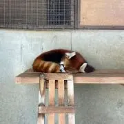 medamayakiの画像