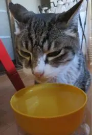 ぐれこ＆しろの画像