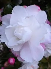 ミッチー