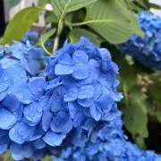 Bluemi Studioの画像