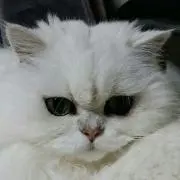 シゲピー15
