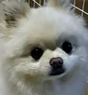 ＊ぽんぽこ＊の画像