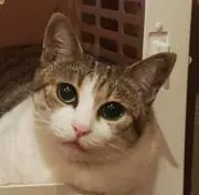 ウド