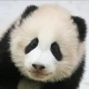 パンダの画像