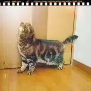 ドクロベアの画像