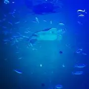 クローバーの画像