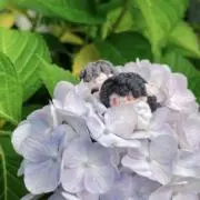 Asakaの画像