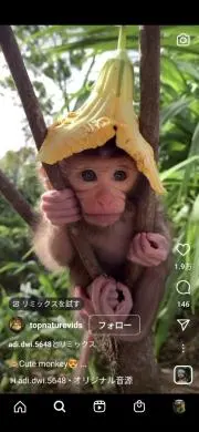 おサルのジョージ