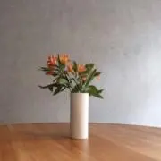 ハパンレイパの画像