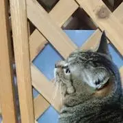 ☾*M.の画像