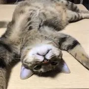 neko_punchの画像
