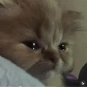 とろたくの画像