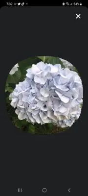 きゃら、必ずプロフィールをご覧下さいませの画像