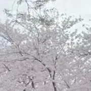 ゆうゆう