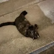 もぶの画像