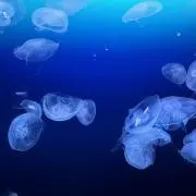 ゆん