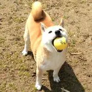 ゆう