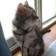ケロの画像