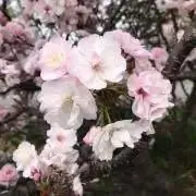 さくら(プロフ必読お願いします)