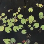 pukaの画像